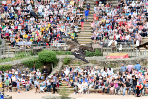 Wallpaper Mural faucon Torontodigital.ca