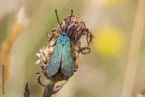 Ampfer-Grünwidderchen (Adscita statices) photo