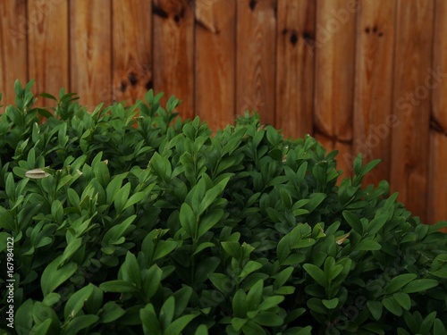 Bush of boxwood