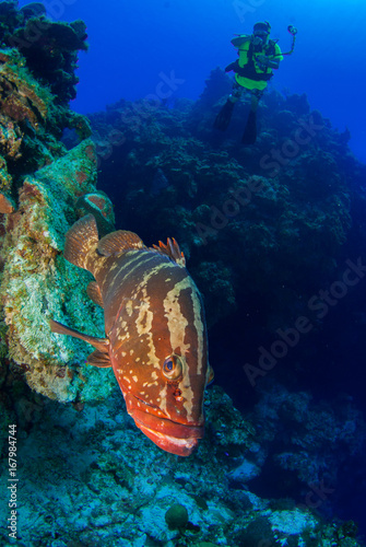 Scuba divers can be seen in the background floating in the tropical tranquil waters of the caribbean sea in little cayman. The fish in front is a nassau grouper and is very friendly towards people  photo