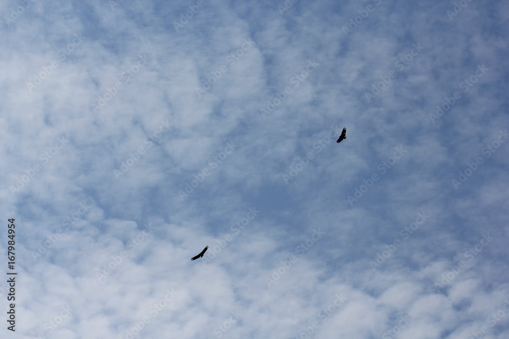 Fototapeta premium Birds in the sky
