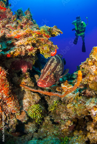 Scuba divers can be seen in the background floating in the tropical tranquil waters of the caribbean sea in little cayman. The fish in front is a nassau grouper and is very friendly towards people  photo