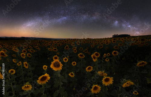 Resting among the stars, sunflower field