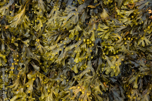 algue fucus marine mer bienfait vitamine nourriture naturel nature oligo élément