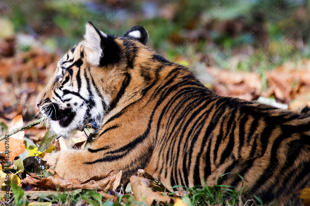 Obraz premium Sumatran tiger in afternoon sunshine