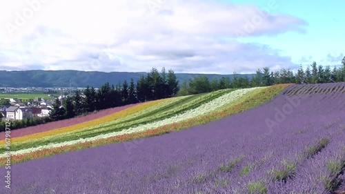 富良野のラベンダー畑