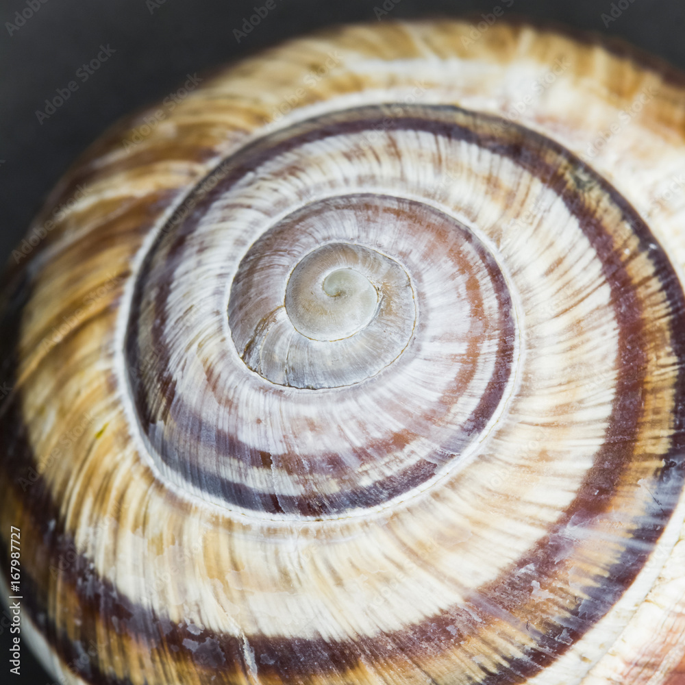 Orchard snail (Helix pomatia) - shell with dark background
Orchard snail (Helix pomatia) - shell with dark background