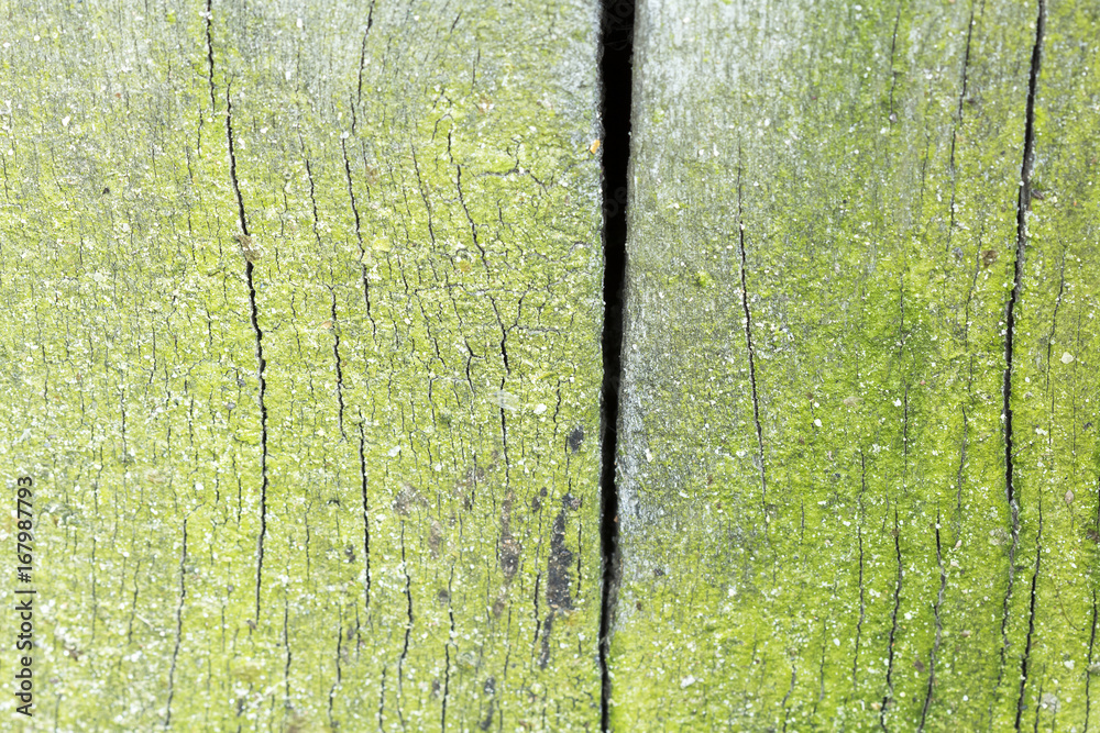 Obraz premium Wood texture from very old, weathered piece of wood with moss