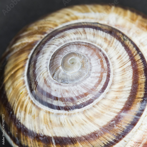 Orchard snail (Helix pomatia) - shell with dark background 