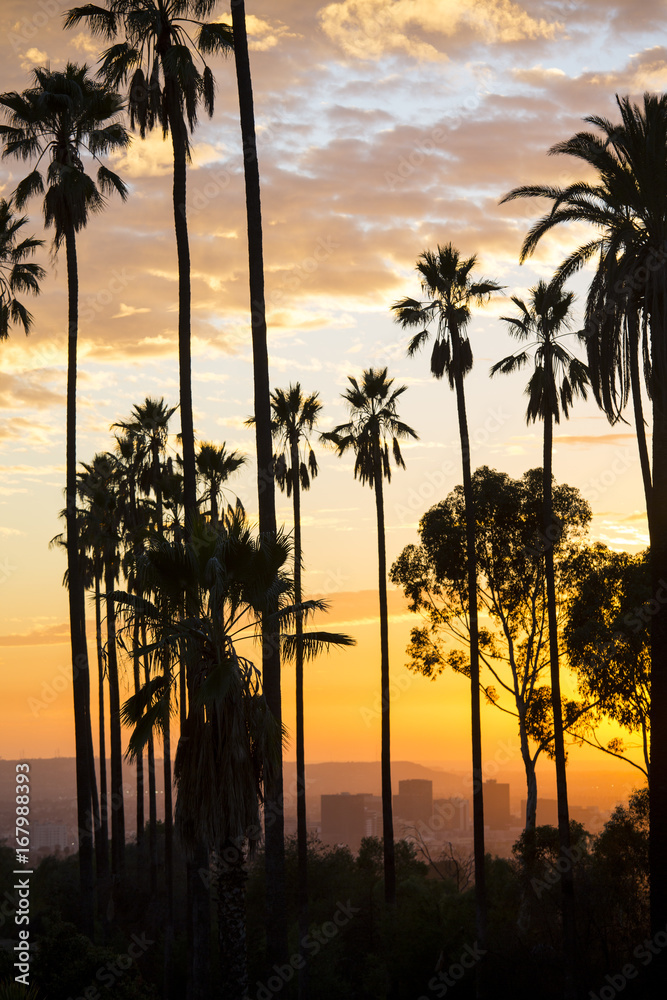 Palm trees Sunset