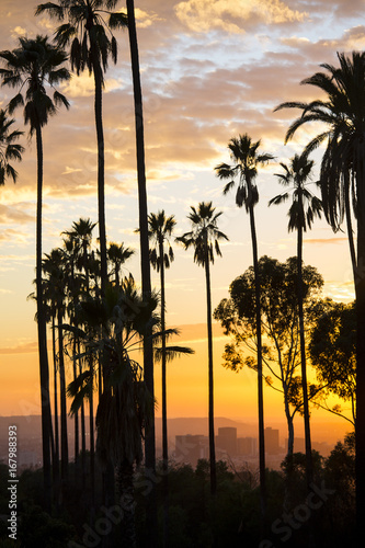 Palm trees Sunset