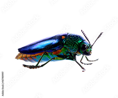 metallic wood-boring beetle isolated on white background