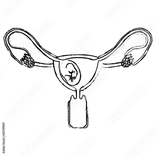 monochrome blurred silhouette of female reproductive system ovaries with fetus human growth semestrer