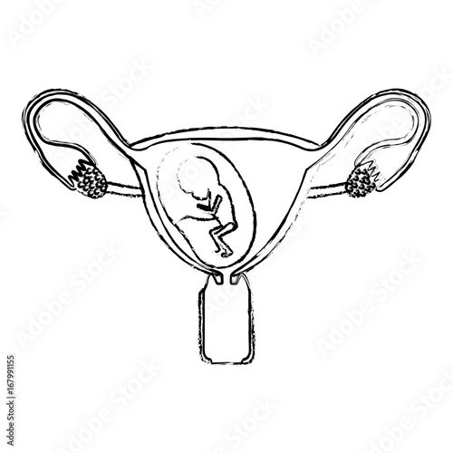 monochrome blurred silhouette of female reproductive system ovaries with fetus human growth ninth month