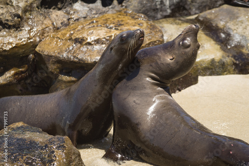 Принти на полотні California sea lions tussle