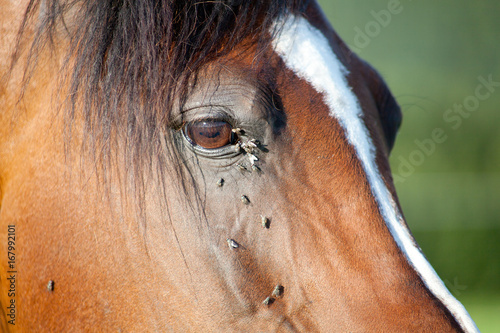 Fototapeta Naklejka Na Ścianę i Meble -  Horse with lots of fly in face