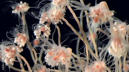 Tubulariae bell Hydroid jellyfish underwater on black background of White Sea. Unique video close up. Predators of marine life in clean clear pure and transparent water in search of food. photo