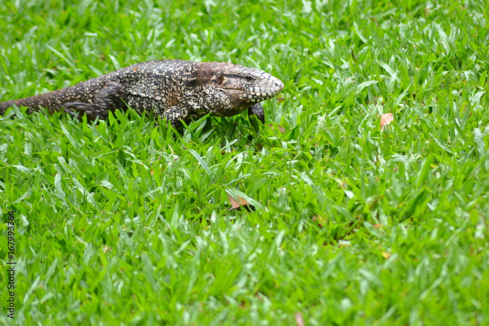 Lizard (hunting) Lizard (hunting)