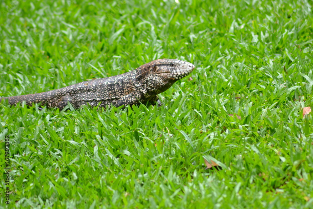 Naklejka premium Lizard (stopped)