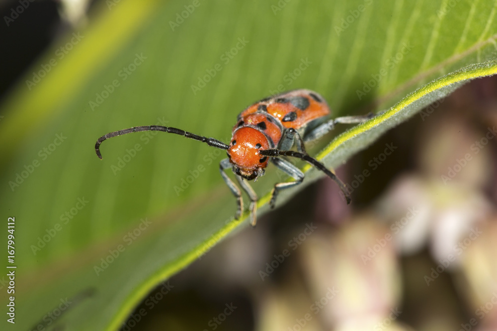 Fototapeta premium Red milkweed beetle on milkweed plant in Connecticut.