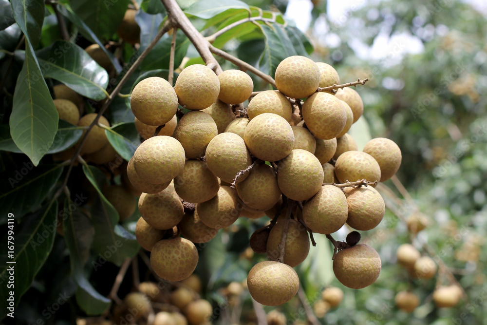 longan on the tree longan on the tree