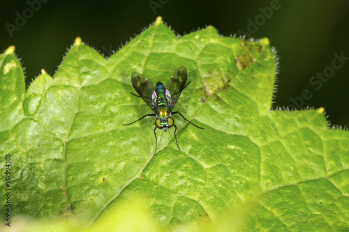 Closeup of a long legged fly standing on a leaf. © duke2015