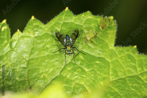 Closeup of a long legged fly standing on a leaf.