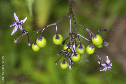 Fruits of invasive bittersweet nightshade are still green in Connecticut.