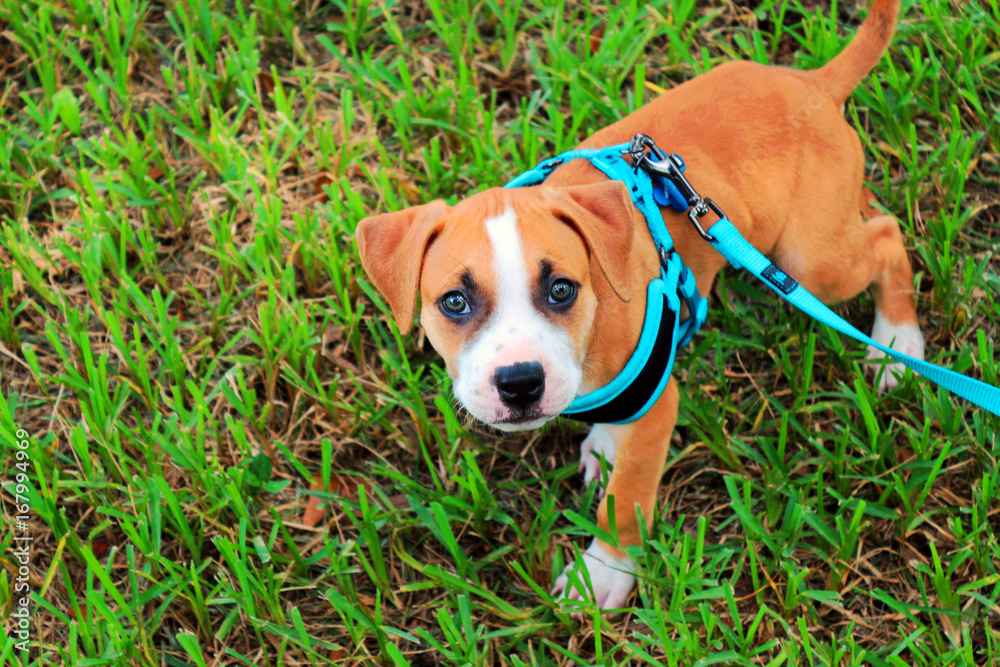 Walking Young Pit Bull / American Staffordshire Terrier Puppy in a Blue Harness on a Leash 