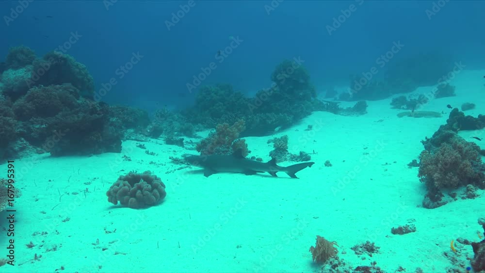 Whitetip Reef Shark on sandy bottom of a colorful coral reef. 4k footage