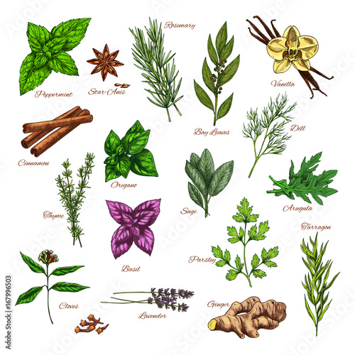 Culinary herb and spice sketch for food design