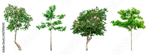 Collection of green trees isolated on white background for use in architectural design or decoration work. 