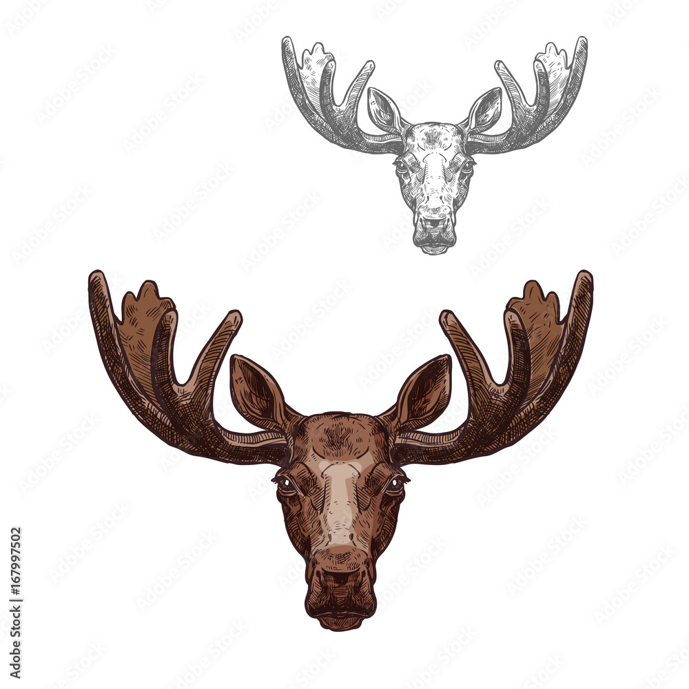 Naklejka premium Moose or elk wild animal head isolated sketch