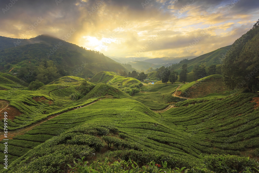 Tea plantation Cameron highlands, Malaysia with harsh light morning