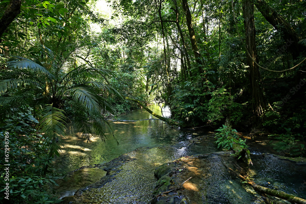 Jungle Creek a stream in the rainforest