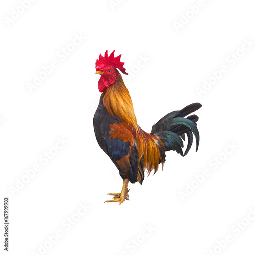 Rooster or chicken isolated on white background (Male)