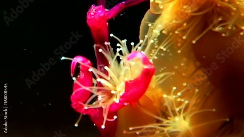 Lucernaria quadricornis captures and eats Caprella underwater in White Sea. Unique dramaturgy pic macro video close up. Marine life on black background of pure and transparent water. Relax. photo