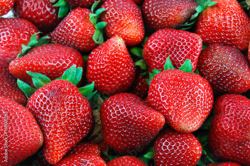 fresh strawberry harvest background