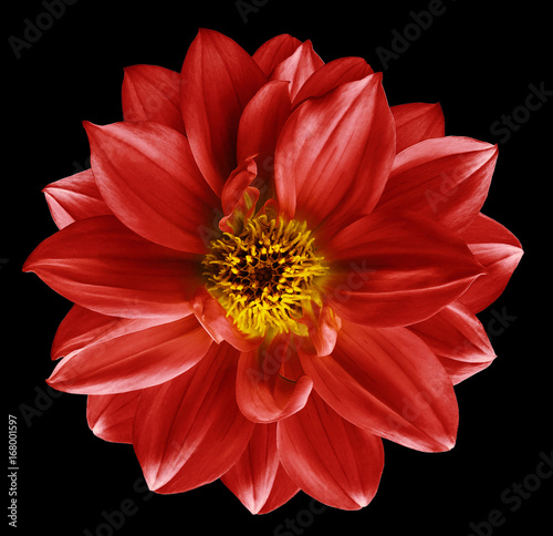 Red flower on  isolated black isolated background with clipping path.  Closeup. Beautiful  Bright red  flower for design. Dahlia. Nature.