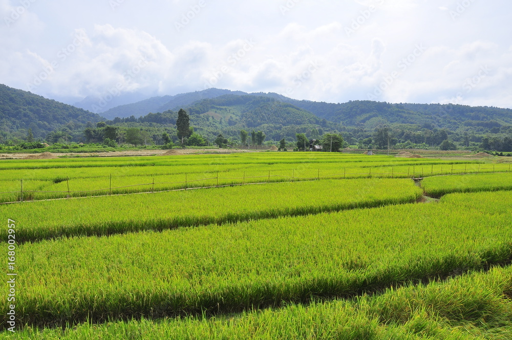 Paddy field with landscape mountain view in Thailand.