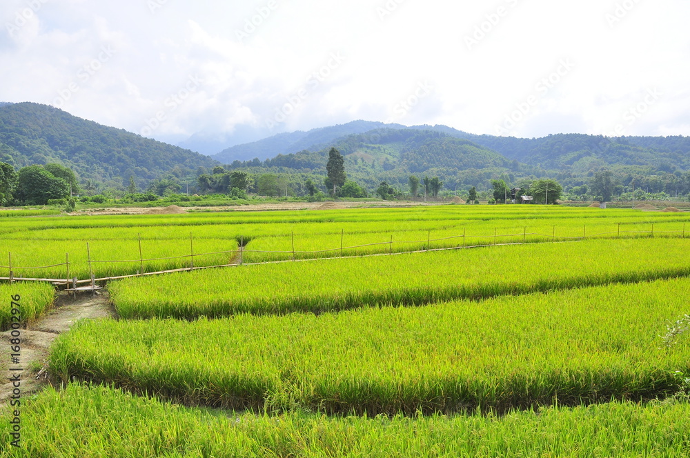 Paddy field with landscape mountain view in Thailand.