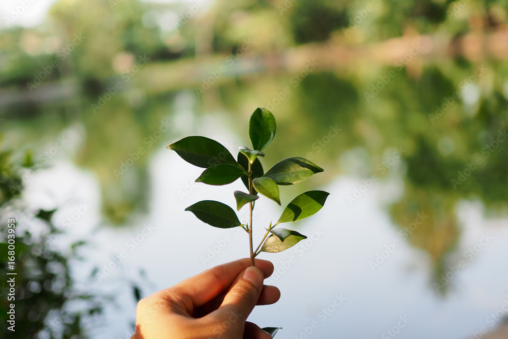 Little tree on hand Little tree on hand