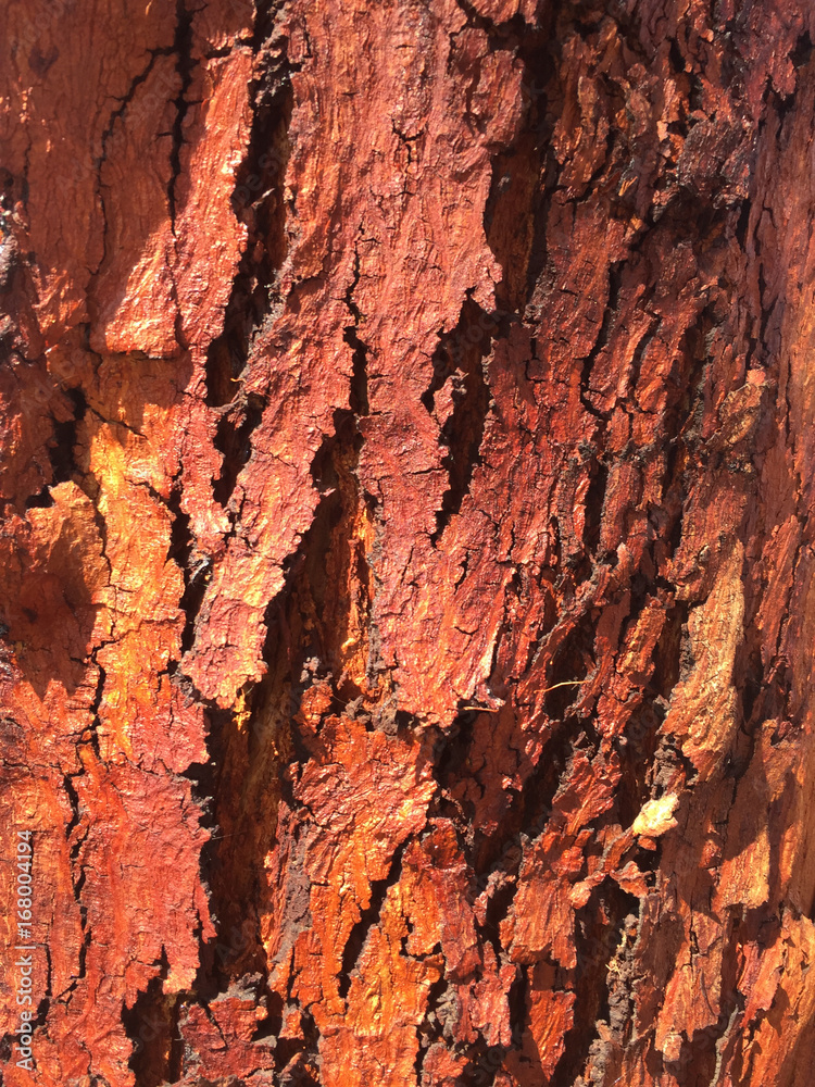 Red Bark