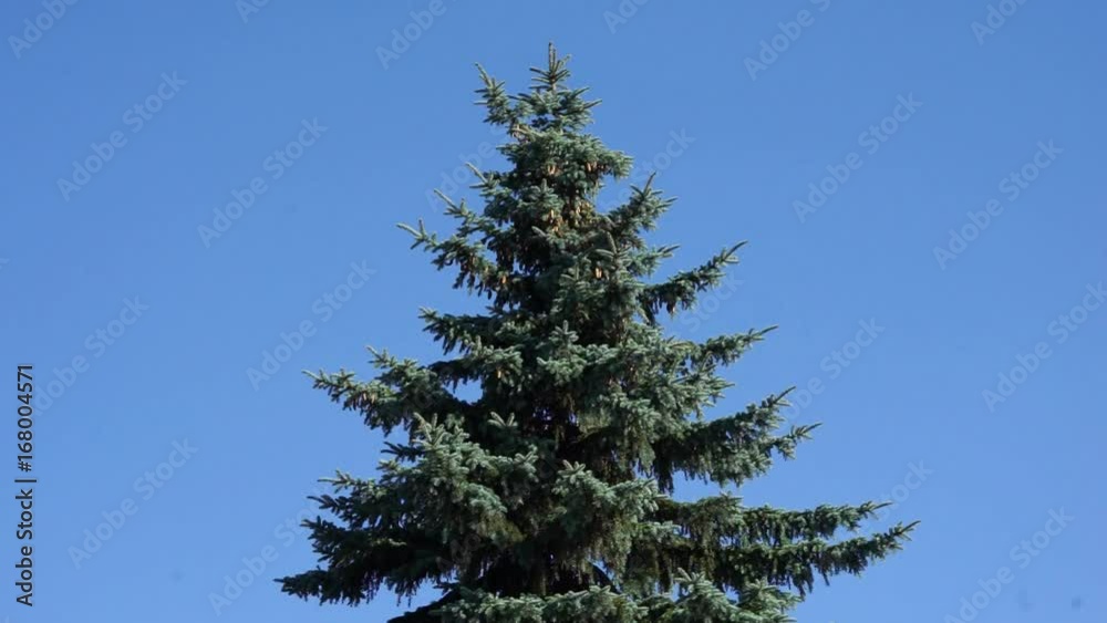 blue fir tree swinging on the wind  in the center of the frame against clear cloudless blue sky 