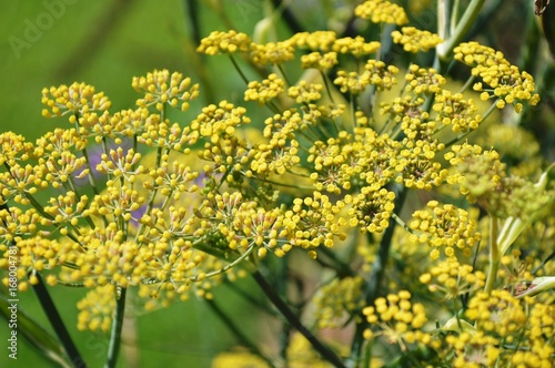 yellow wildflowers