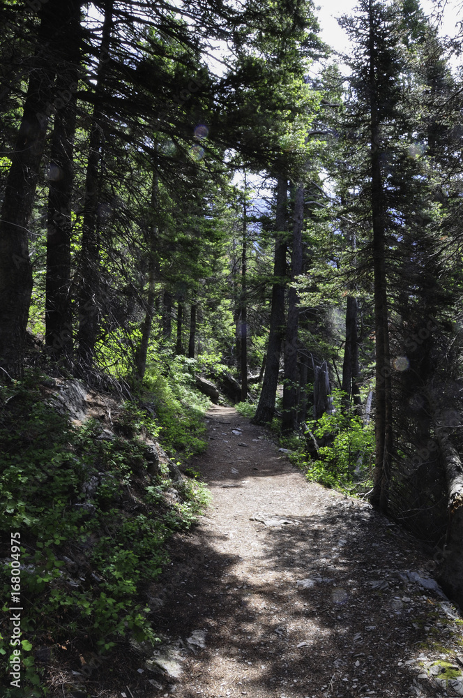 Sun Point nature trail Glacier National park Montana Sun Point nature trail Glacier National park Montana