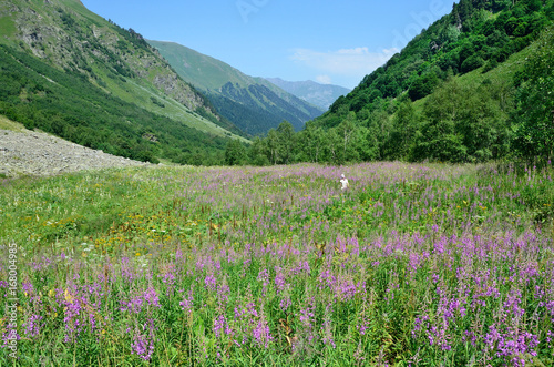 Россия, Кавказский биосферный заповедник. Долина реки Имеретинка летом в ясную погоду. Цветущий иван-чай