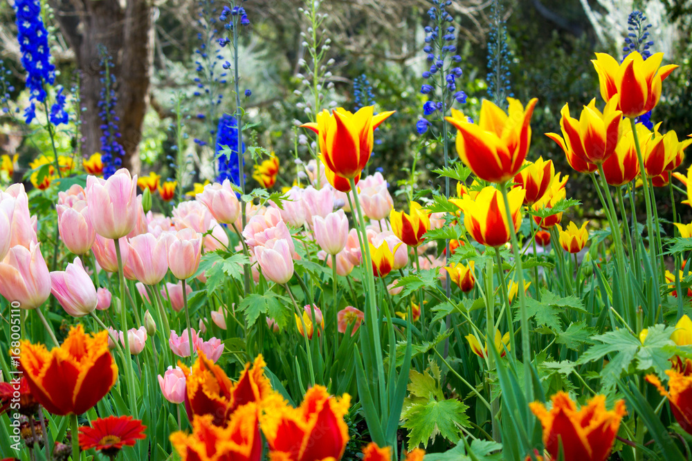 Magnificent light drenched fully bloomed garden full of color and a wide variety of tulip species. Magnificent light drenched fully bloomed garden full of color and a wide variety of tulip species.