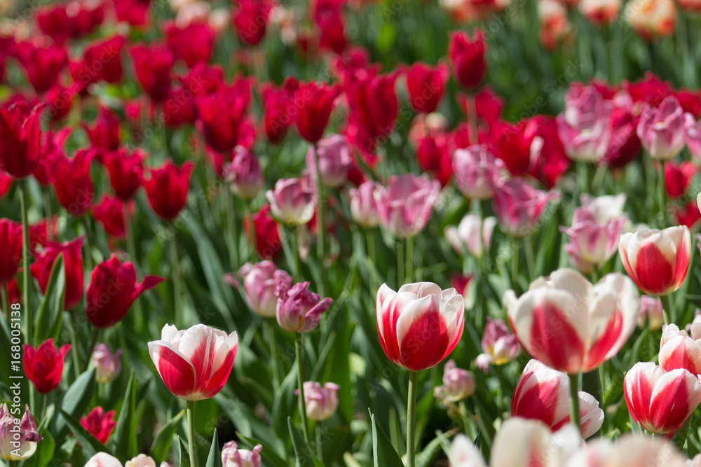 Magnificent sun drenched tulip field with an array of tulips ranging from pink, candy striped, purple, magenta, red, and white with lush green leaves.