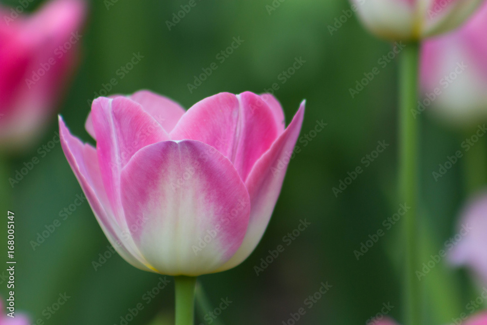 Beautiful pink and white isolated tulip in a brilliant green field or garden during a spring or summer day